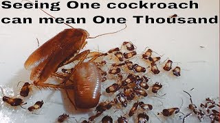 German cockroach - get them before they get you