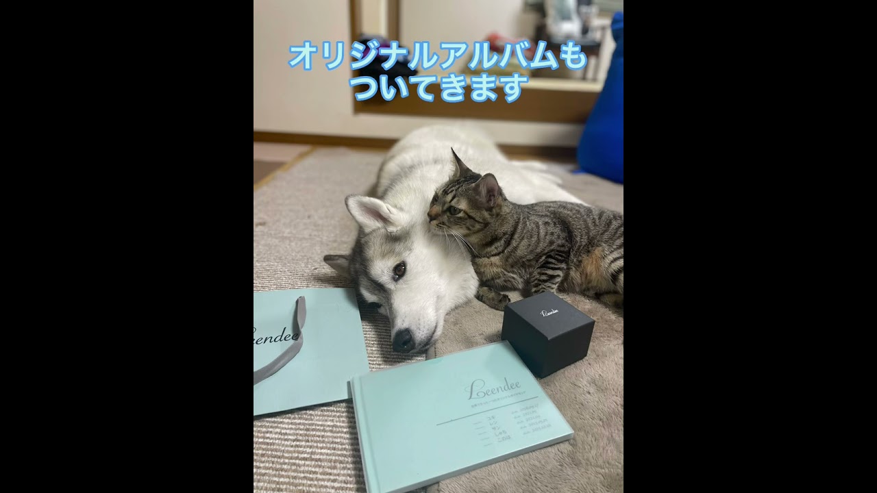 ユキたちの毛で作ったダイヤモンドが完成しました🐶🐱
