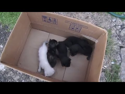 Por um fio: filhotes de gatos sobrevivem a demolição