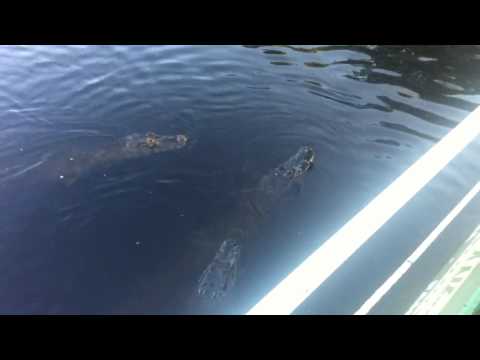 Crocodile eats piranha Pantanal, Brazil