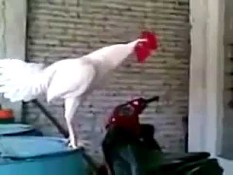 Rooster Crow Laugh 0 Rooster Crow Laugh