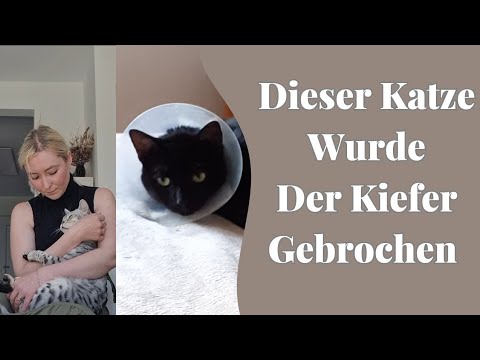 Der Katze einer Tierschützerin wurde der Kiefer gebrochen