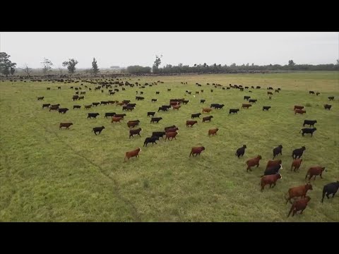 Exportación de novillos: desafío de la oferta y experiencia de Fridevi