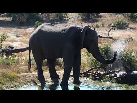 Djuma: Elephant bull with missing right tusk - 11:55 - 06/08/19