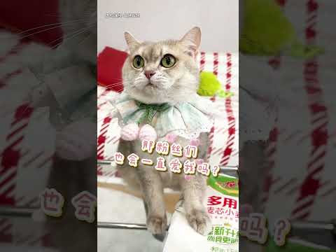 【最新】招财变老了大家还会喜欢吗？ #lucky #cat #萌寵 #cute #funny #招财猫 #猫咪 #shorts