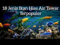 Ikan Hias Air Tawar Petra