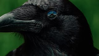 The Chainsmokers, Beau Nox - White Wine &amp; Adderall (Official Lyric Video)