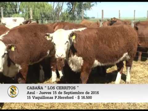 15-09-16 - Venta de Vaquillonas P.Hereford - Cabaña Los Cerritos - Azul