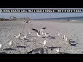 RING BILLED GULLS AT SPESSARD HOLLAND SOUTH BEACH PARK