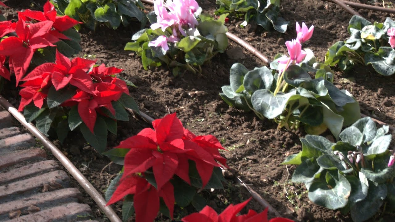 Los jardines de la localidad se preparan para la navidad