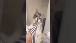 ☆Super Cute Animals☆Cute cats and funy dogs＆cat　videos compilation2021D⑦#Shorts