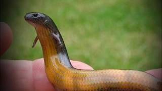 6 Animales Mutantes de Chernobyl Captados en Cámara