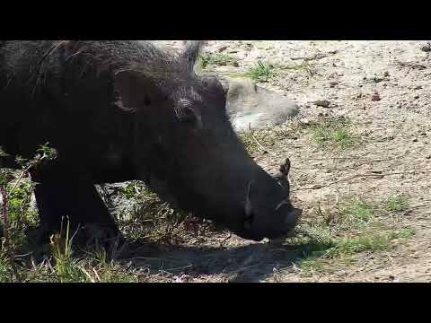 Djuma: Warthog family of four-two adults and two young - 12:01 - 05/06/19