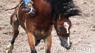 preview picture of video 'Face Gouged Cheyenne Rodeo Horse'