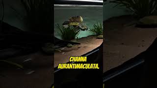 Download lagu 5 Exotic Channa Fish You Should Know #aquarium #fish #shorts mp3