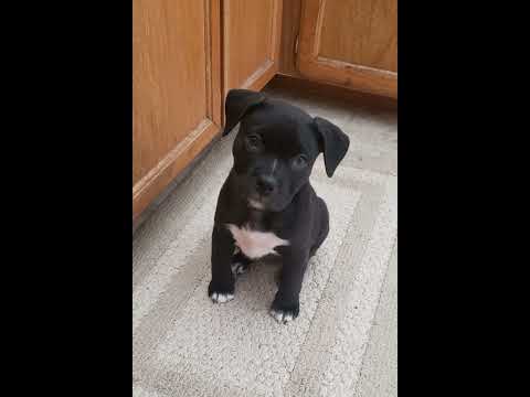 puppy to dog transformation || please like and subscribe 🙏