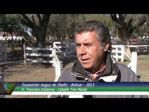 Cabañasbovinas.com - Exposición Nacional Angus de Otoño 2013 - Sr. Francisco Gutierrez