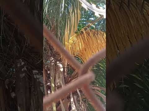 CASAL de PERIQUITOS NA PALMEIRA EM SÃO JOAQUIM de BICAS MG(se inscreva no canal)