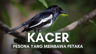 Download lagu Burung Kacer: Dari Raja Kicau Menjadi Buruan Alam mp3