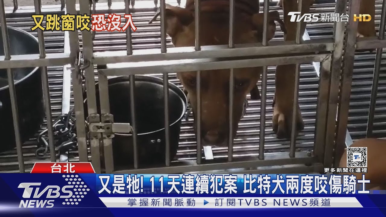 又是牠!11天連續犯案 比特犬兩度咬傷騎士