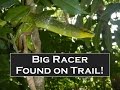 Big Green Snake Found on Trail! - Thailand Living ...