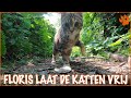 Waarom worden zwerfkatten weer vrijgelaten?| DierenpraatTV