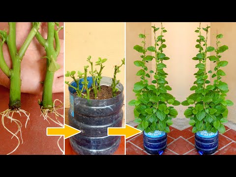 , title : 'Brilliant idea, How to Grow Malabar Spinach from Cuttings for Beginners'