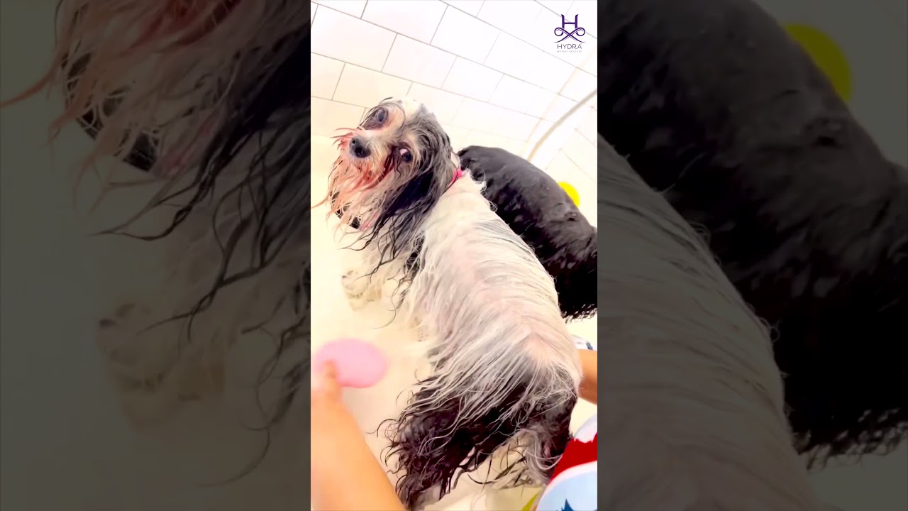 Hydra Intense Repair Mask Silky Smooth Coat Treatment