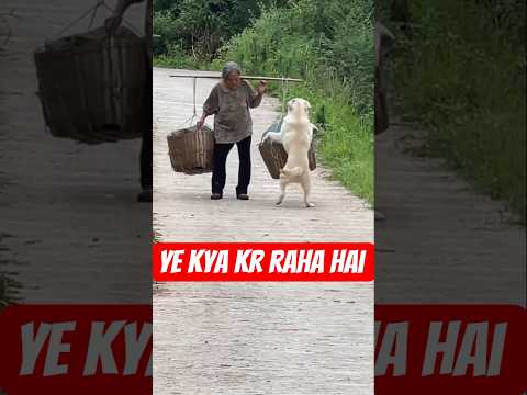 kutta kya kar Raha hai #song #music #ringtone #trending #funny #comedy #shorts