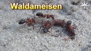 preview picture of video 'Waldameisen. 21. Juni 2013. Rangsdorf. Rund um die Römerschanze'