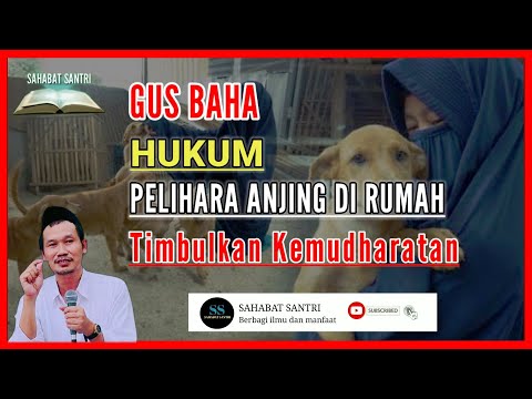 hukum memelihara anjing gus baha |hukum muslim memelihara anjing gus baha | gus baha terbaru 2022