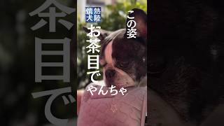【パロディー】情熱犬陸ーフレブルひまり。その眼差しが語る、睡眠（しごと）への飽くなき追求。