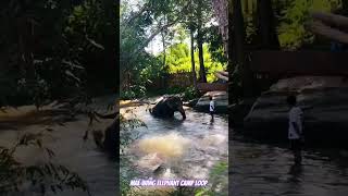 Download lagu Mae Wang Elephant Camp Loop Chiang Mai Thailand #shortsyoutube #shorts mp3 Download lagu Mae Wang Elephant Camp Loop Chiang Mai Thailand #shortsyoutube #shorts mp3