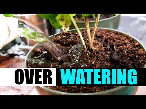 Why Raised Garden Beds Are Better