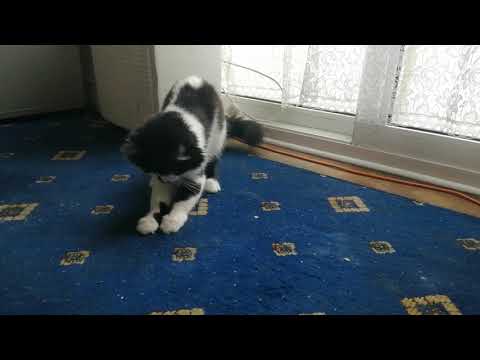 Cat scratching my carpet