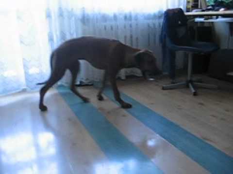 Rhodesian ,drgawki, wstrząsy i przewracanie się psa.avi