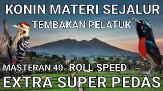 Download lagu Konin Tembakan Sejalur - Konin Gacor Full Tembakan Pelatuk Sampit - Masteran Konin Gacor mp3
