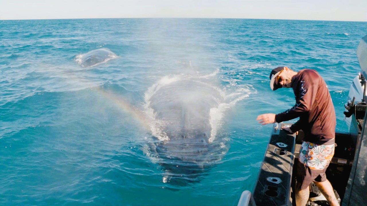 I Can't Believe How Close This Whale Got! (K'gari Magic) 🌈🐋