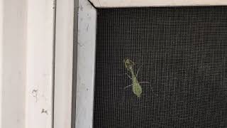 A Gigantic Praying Mantis Wants to Come Inside the House