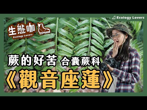 坐蓮
