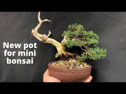 New bonsai pot for mini shimpaku bonsai