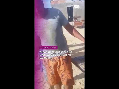Tubarão de quase 300 kg é pescado em Conceição da Barra