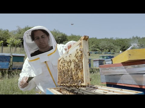 Nuk gjeti punë në shtet, krijoi biznes me bletë