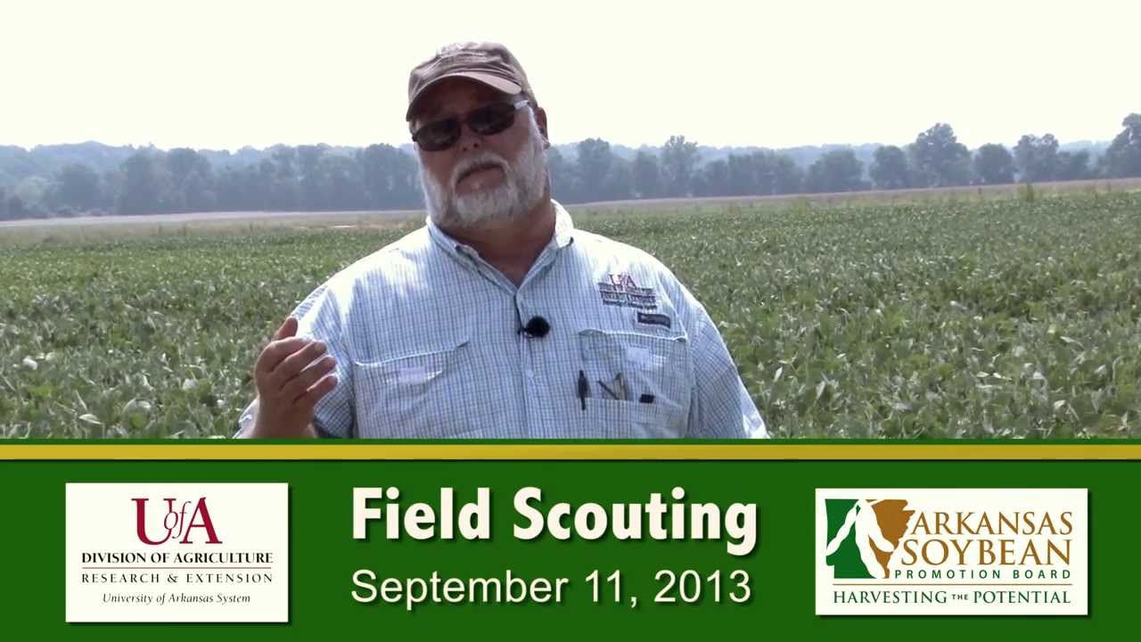 Soybean Field Scouting