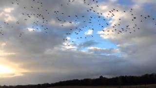 Pink foot decoying solway firth ( part 1)