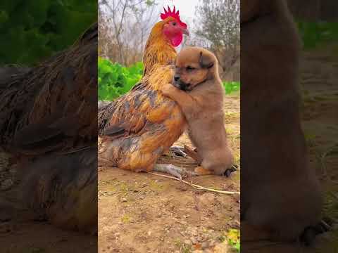 #dog#papi#hen#animals