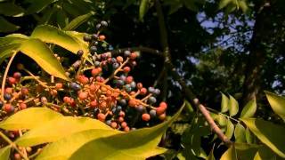 Portugal. The Man - Share With Me the Sun