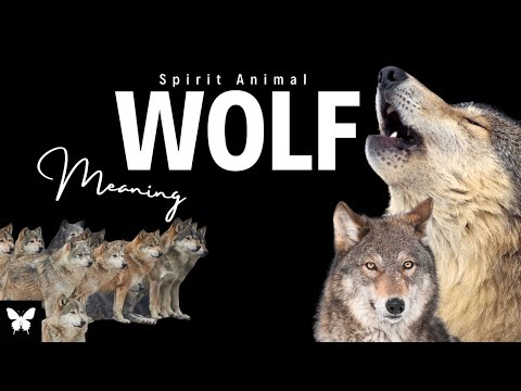 Wolf Spirit Animal | Wolf Spirit Guide | Wolf Symbolism | Wolf Totem