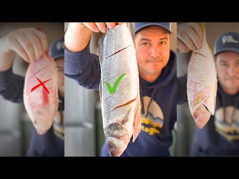 Snapper Vs Tilapia