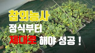 참외 농사의 기본! 정식